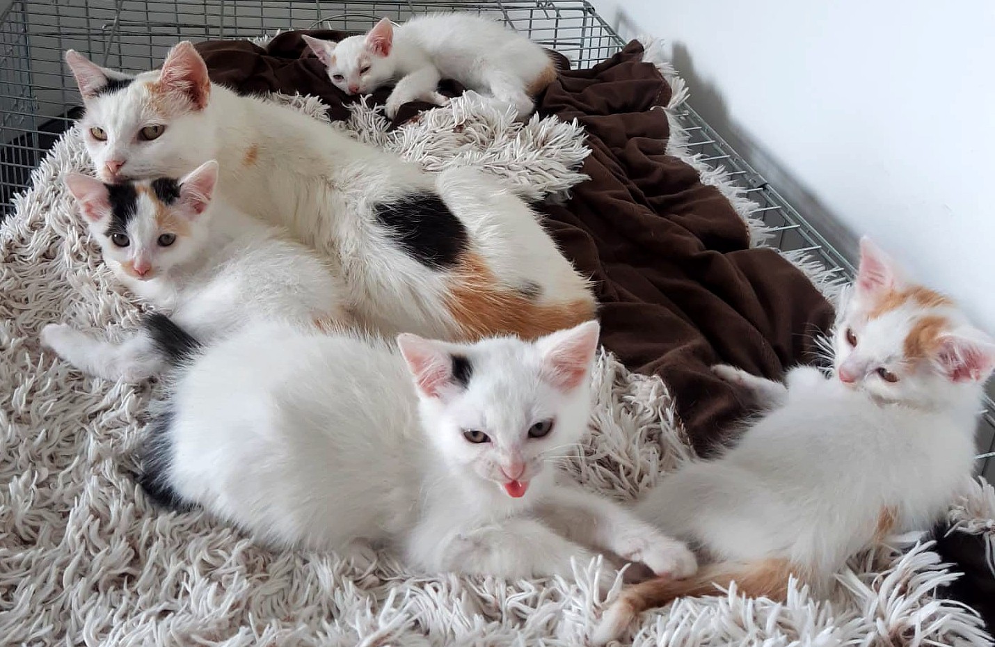 Majdulka a její koťátka byla v počátku v bezpečném zázemí klece. Doteď se do ní i na ní rádi vracejí!