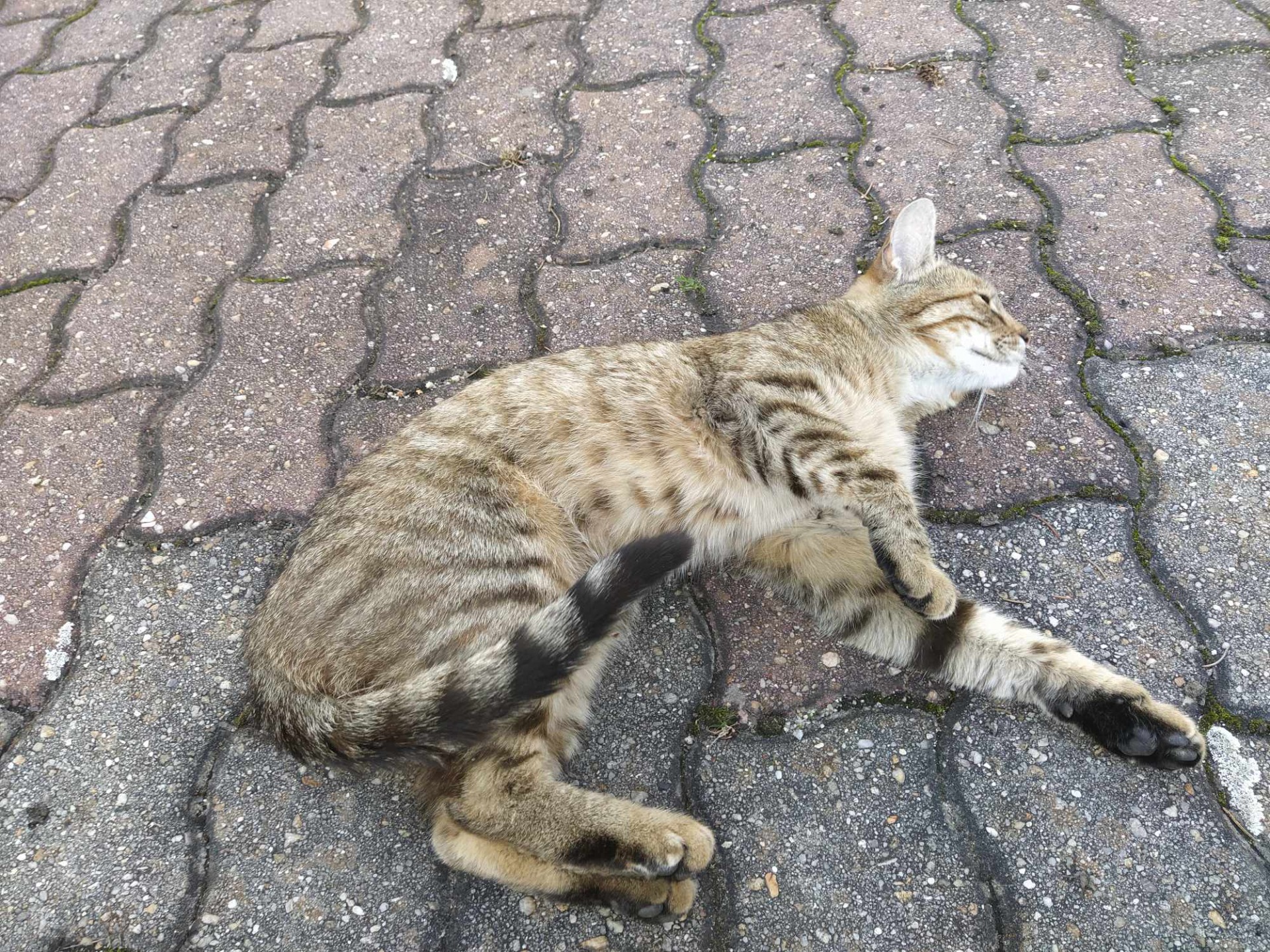 matka kočka odpočívající na parkovišti sídliště