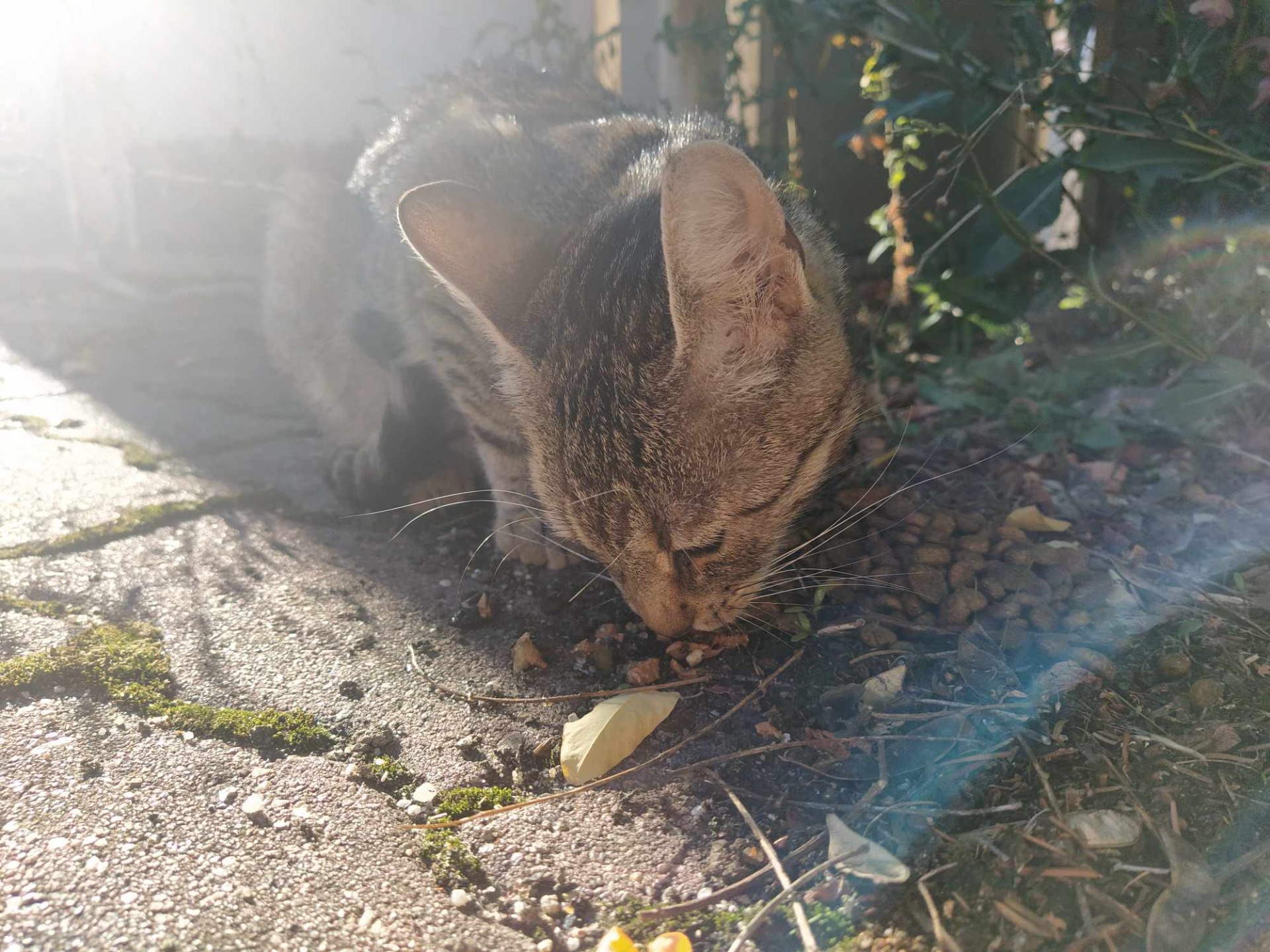 hladová kočičí maminka je vděčná, že jí kolemjdoucí nasypali pár granulí